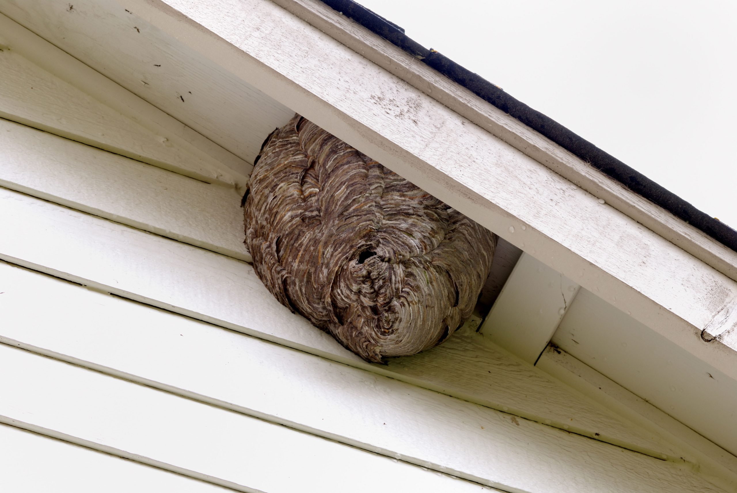 pest control companies in shreveport la